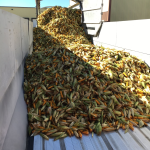 Inbound seed corn ready for infeed into the system