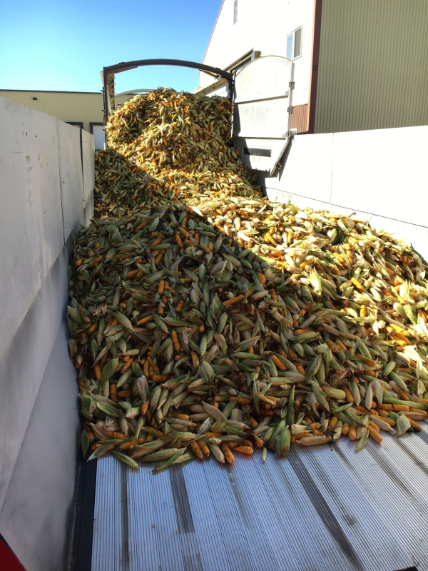 Inbound seed corn ready for infeed into the system