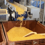 corn kernels