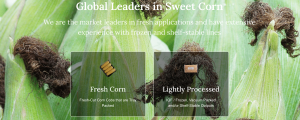 ProEx Food is the market leader in sweet corn processing lines and automation equipment