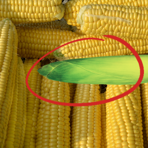 green ear of corn in mix