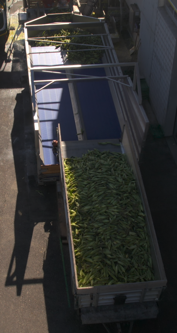 PROEX FOOD - Truck Dumper - Sweet Corn Example