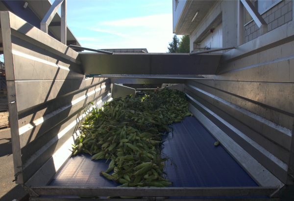 PROEX FOOD - Truck Dumper - Sweet Corn Example