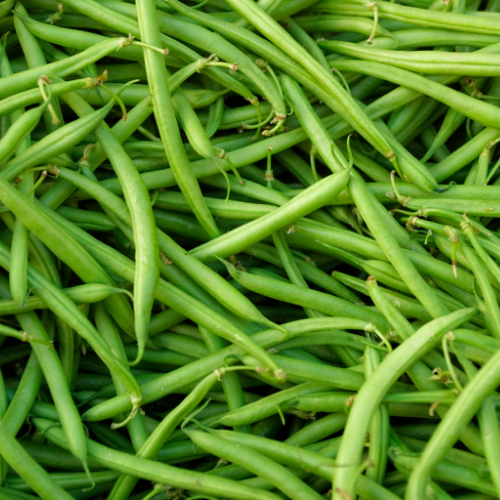 PROEX FOOD green bean processing lines
